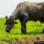 Top Buffalo Breed