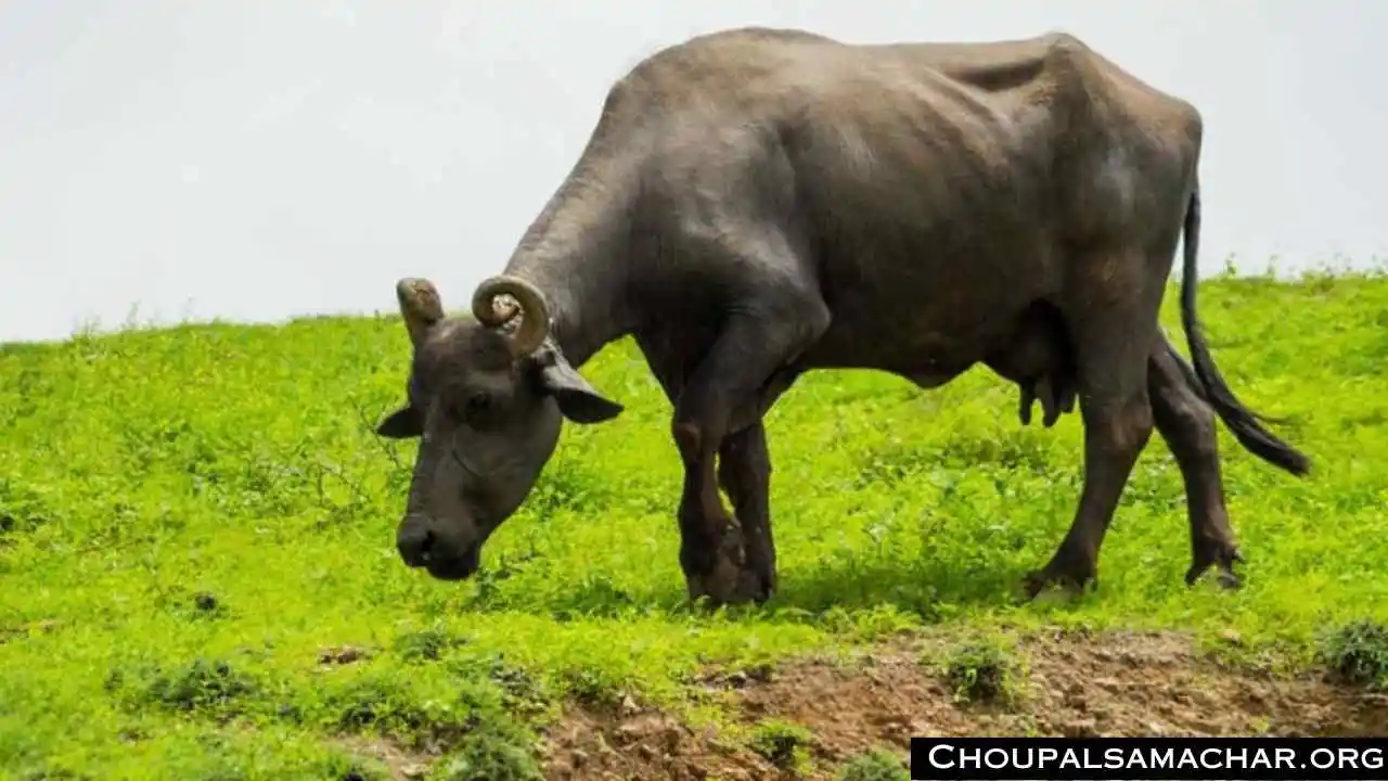 Top Buffalo Breed