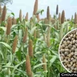 Millet cultivation