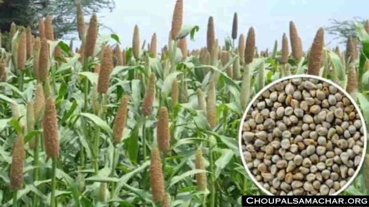 Millet cultivation