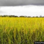 Paddy cultivation