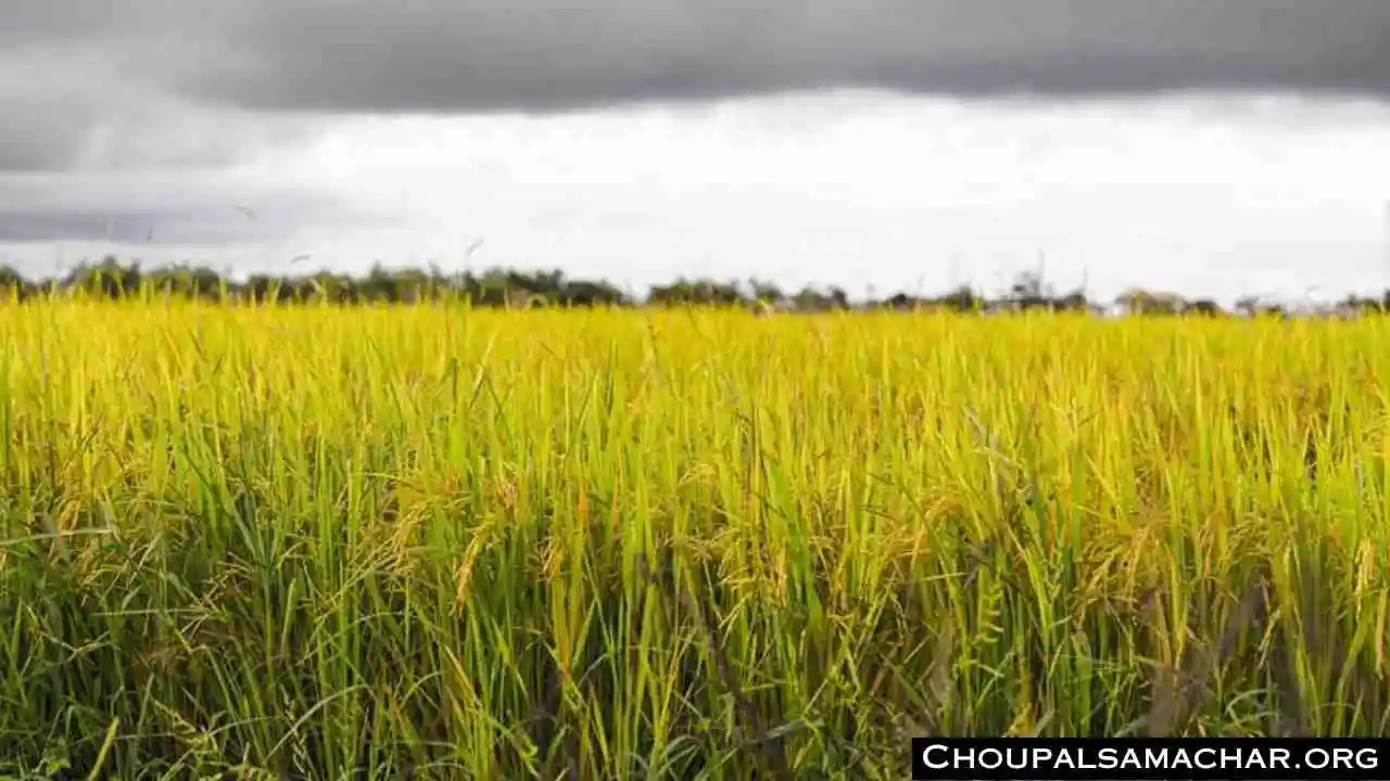 Paddy cultivation
